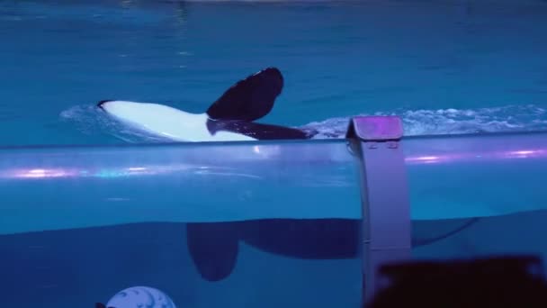 Mostrar de baleias assassinas no Centro de Oceanografia e Biologia Marinha Moskvarium imagens vídeo — Vídeo de Stock