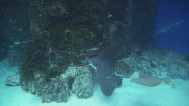 Kıkırdaklı balıklar genellikle stok görüntüleri video ışınları olarak bilinen superorder Batoidea olduğunu