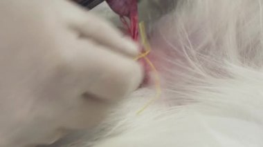 Köpek yakın çekim stok görüntüleri video kastrasyon operasyonu