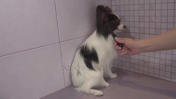 Peinar la piel de los perros después de bañarse Continental Juguete Spaniel Papillon material de archivo de vídeo — Vídeo de stock