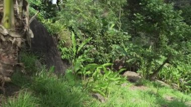 Cennet Park Farm Samui stok görüntüleri video güzel tropikal bitki örtüsü