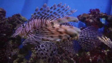 Kırmızı lionfish Deniz Akvaryumu stok görüntüleri video