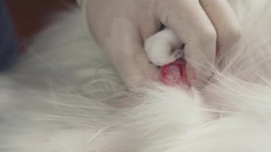 Köpek yakın çekim stok görüntüleri video kastrasyon operasyonu