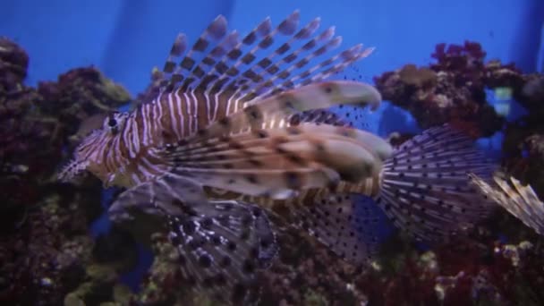 Lionfish rouge dans l'aquarium marin stock de séquences vidéo — Video