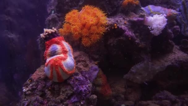 Seeanemonen sind eine Gruppe mariner, räuberischer Tiere der Ordnung actiniaria stock footage video — Stockvideo