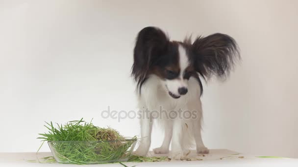 Beautiful young male dog Continental Toy Spaniel Papillon eating fresh sprouted oats on white background stock footage video — Stock Video