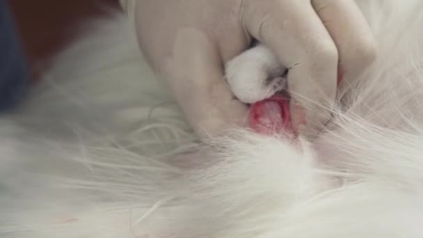 Operation på kastrering av hund närbild arkivfilmer video — Stockvideo