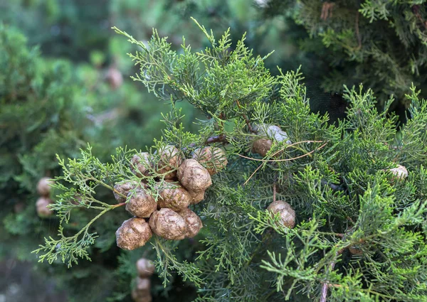 Branch of cypress with fruits. — Stock Photo, Image