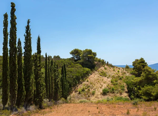 Gränden av slanka cypresser på vid Egeiska havet. Sithonia halvön. — Stockfoto