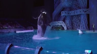 Katil balinalar oşinografi ve deniz Biyoloji Moskvarium stok görüntüleri video Merkezi gösterisi