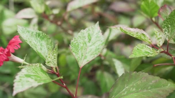 Gyönyörű bush hibiszkusz virágok stock footage videó — Stock videók