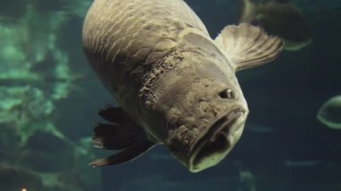 Tatlı su akvaryum stok görüntüleri video Arapaima gigas