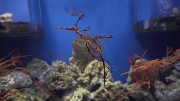 Leafy seadragon or Glauerts seadragon footage video — Stock Video