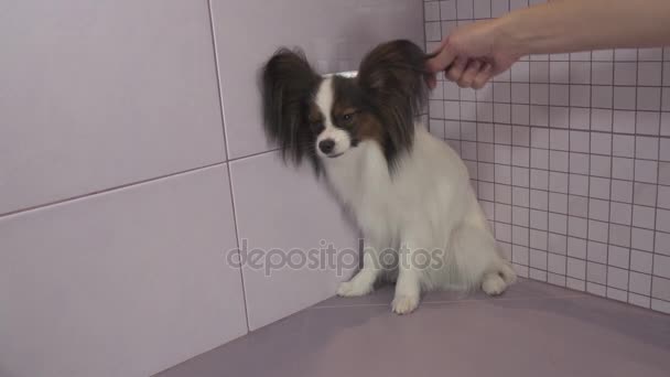 Peinar la piel de los perros después de bañarse Continental Juguete Spaniel Papillon material de archivo de vídeo — Vídeo de stock