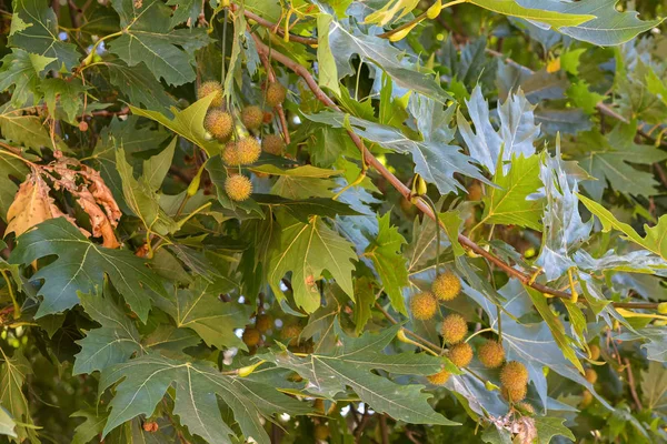 Zweig der Platane mit Früchten. — Stockfoto