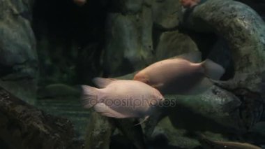 Dev gurami Osphronemus goramy dekore edilmiş Deniz Akvaryumu stok görüntüleri video