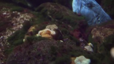 Kuzey wolffish bir Deniz Akvaryumu stok görüntüleri video kayalarda içinde sakladı