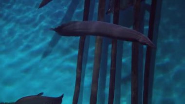 Pangasianodon hypophthalmus ve Mastacembelus içinde tatlı su akvaryumu stok görüntüleri video