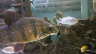 Distichodus Distichodontidae hisse senedi görüntüleri video aile balık cinsidir