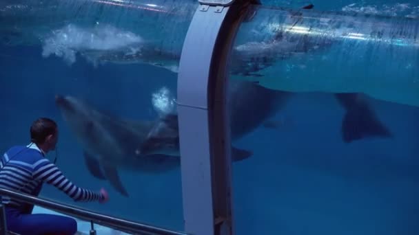 Espectáculo de delfines en el Centro de Oceanografía y Biología Marina Vídeo de imágenes de Moskvarium — Vídeos de Stock