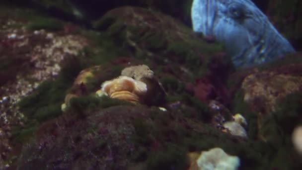 Nordwolf versteckt sich in Felsen in einem Meerwasseraquarium — Stockvideo