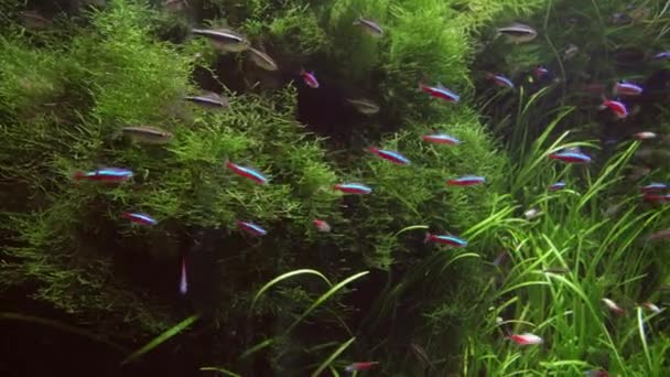 Paracheirodon in freshwater aquarium stock footage video — Stock Video