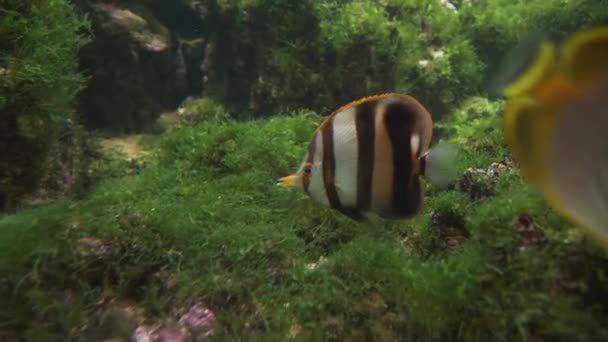 Coradion altivelis, comúnmente conocido como video de imágenes de peces coralinos de aleta alta — Vídeo de stock