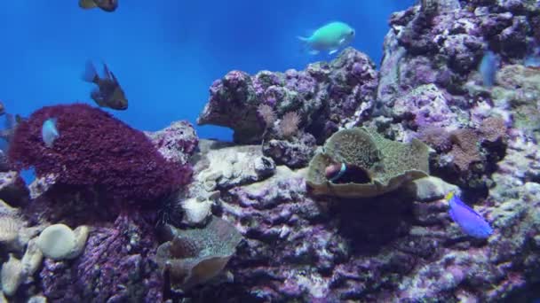 Wunderschönes Meerwasseraquarium mit tropischen Fischen und Korallen — Stockvideo