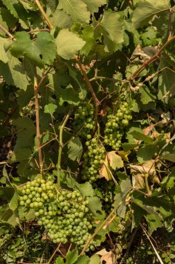 Çilek üzüm bağları Sithonia yarımadasının güneş altında olgunlaşma ile üzüm asma