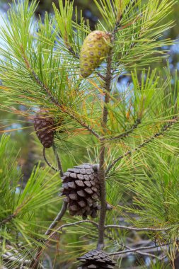 Çam kozalakları ile yeşil dallar.