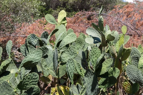 Opuntia είναι ένα γένος της οικογένειας κάκτων. — Φωτογραφία Αρχείου