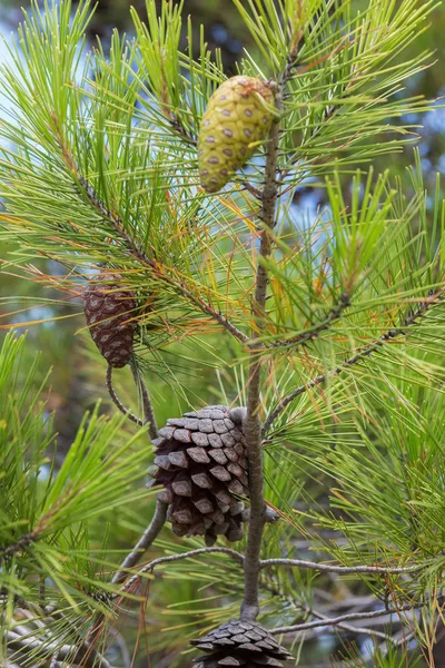 Çam kozalakları ile yeşil dallar.