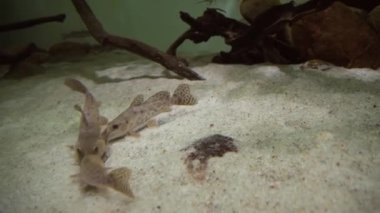 Tatlı su akvaryum stok görüntüleri video Synodontis