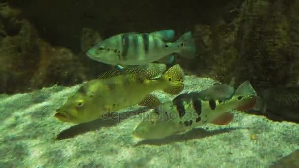 Petenia splendida, lo snook della baia nel video di stock di acquario d'acqua dolce — Video Stock