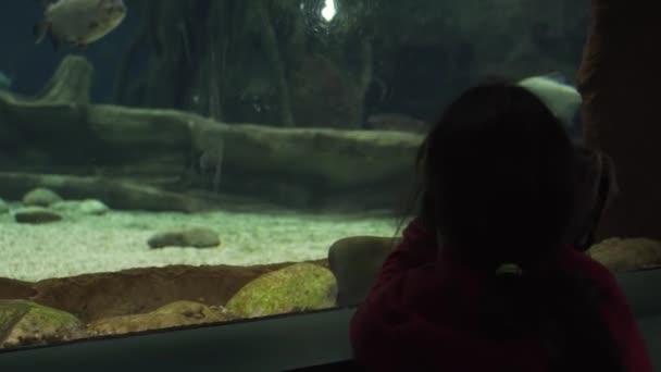 Девушка фотографирует красочные кадры подводного мира — стоковое видео