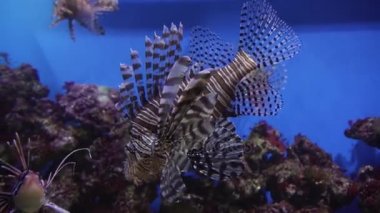Kırmızı lionfish Deniz Akvaryumu stok görüntüleri video