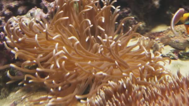 Sea anemones in marine aquarium stock footage video — Stock Video