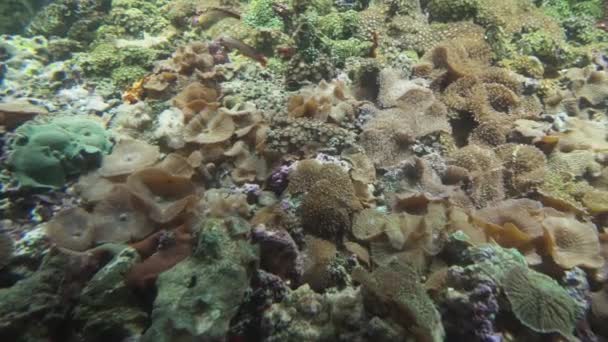 Amplexidiscus fenestrafer Elefhant αυτί Ανεμώνη στο θαλάσσιο ενυδρείο πλάνα βίντεο — Αρχείο Βίντεο