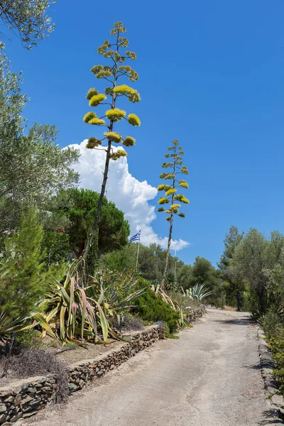 Agave with flowers in flowerbed. Sithonia Peninsula. — Stock Photo, Image