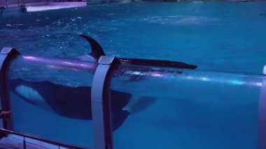 Katil balinalar oşinografi ve deniz Biyoloji Moskvarium stok görüntüleri video Merkezi gösterisi