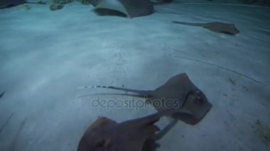 RrAys ve köpekbalıkları görüntüleri video