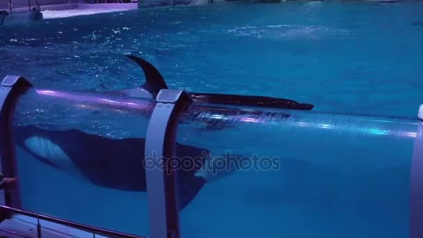 Mostrar de baleias assassinas no Centro de Oceanografia e Biologia Marinha Moskvarium imagens vídeo — Vídeo de Stock