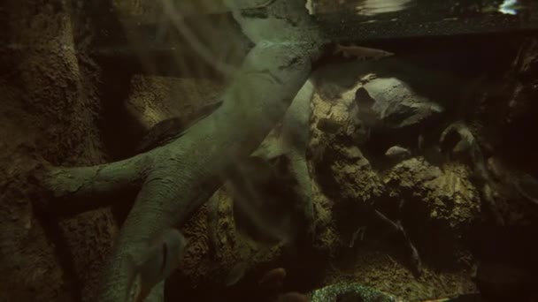 Sladkovodní tropické rybník. Přechod z pod vody na pozemku stopáže videa — Stock video