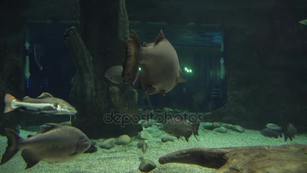 Tambaqui en agua dulce acuario material de archivo de vídeo — Vídeo de stock