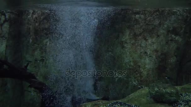 Estanque tropical de agua dulce. Transición de submarino a vídeo de imágenes de archivo de tierra — Vídeos de Stock