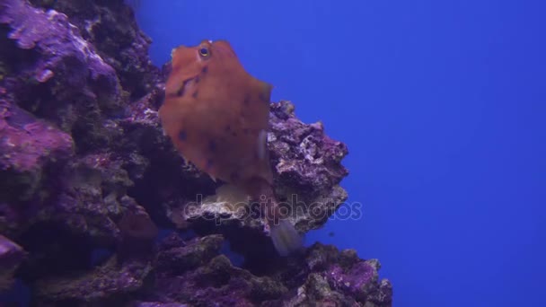 Humpback Turretfish em aquário marinho imagens de vídeo — Vídeo de Stock