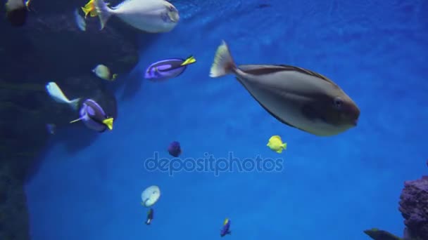 Vlamings unicornfish in marine aquarium stock footage video — Stockvideo
