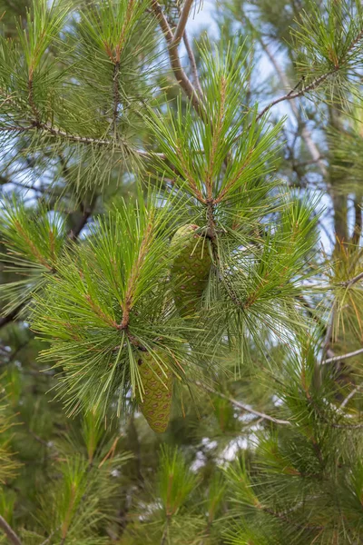 Ramos verdes de pinheiro com cones . — Fotografia de Stock