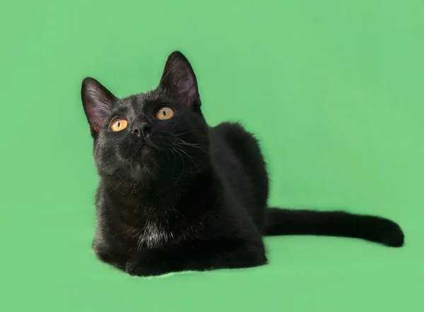 Piękny kot czarny farbowanie na zielonym tle — Zdjęcie stockowe