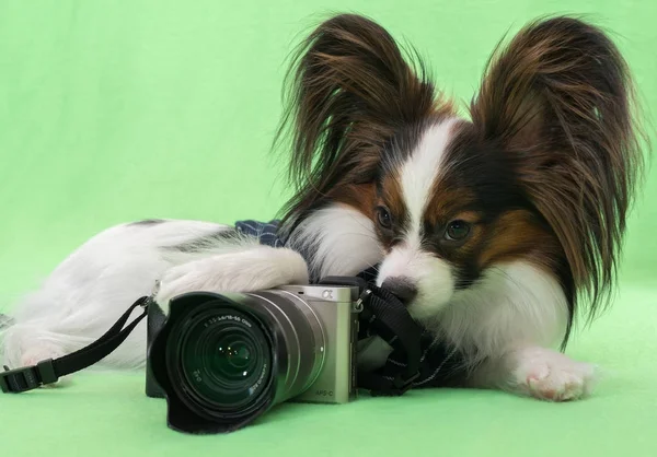 Молодой континентальный папиллон с фотоаппаратом на зеленом фоне — стоковое фото